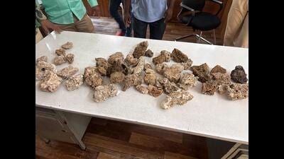 There have been several cases of pangolins, turtles, parakeets and even snakes being seized by the authorities from those involved in the illegal wildlife trade. (HT PHOTO) There have been several cases of pangolins, turtles, parakeets and even snakes being seized by the authorities from those involved in the illegal wildlife trade. (HT PHOTO)