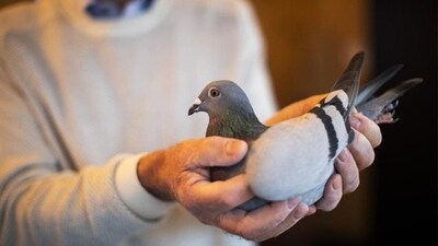 The burglar, known popularly as “Parivala Manja”, used pigeons to carry out as many as 50 robberies. (AP)