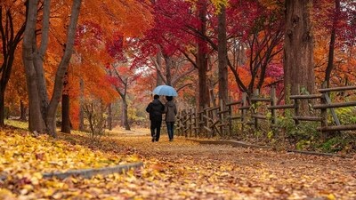 In Japan, the practice of shinrin-yoku, or forest bathing, encourages people to immerse themselves in nature to soothe both mind and body. (Pixabay) In Japan, the practice of shinrin-yoku, or forest bathing, encourages people to immerse themselves in nature to soothe both mind and body. (Pixabay)