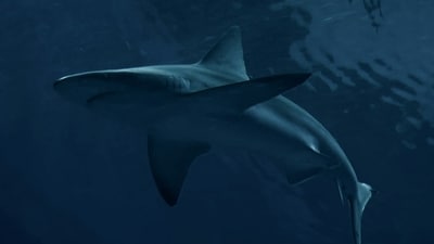 Human remains were found in a shark caught near Timor-Leste Human remains were found in a shark caught near Timor-Leste