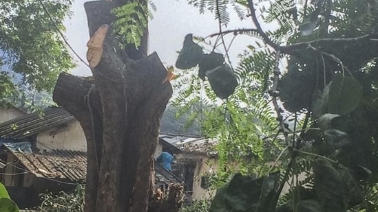 In order to facilitate the project, the civic body plans to cut around 700 trees. (Photo by Satish Bate/Hindustan Times) (Satish Bate/HT Photo) (Representaional Image)