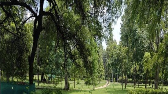 The deemed forest site at Link Road (near Defence Colony). (HT Photo)