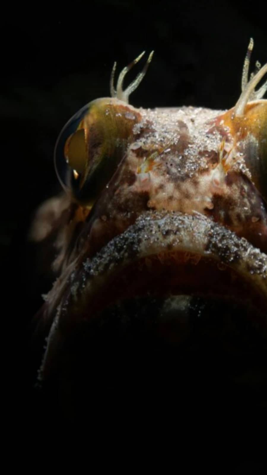 4 animals that can glow in the dark | Hindustan Times