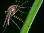 Insect