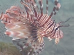 Scorpion_Fish