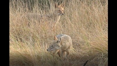 “Forest officials, who inspected the spot, said the paw marks seem to be that of a jackal. Nearby CCTV cameras are being checked,” police said in the note. (For representation)