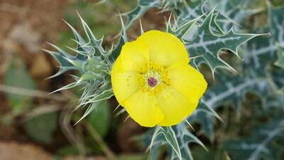 Argemone mexicana (HT File)