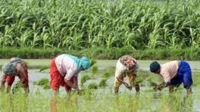 Cabinet clears fortified rice plan, new maritime heritage complex (HT file)
