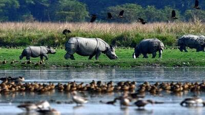 The next date of hearing will take place on November 5. (Pobitora Wildlife Sanctuary website) The next date of hearing will take place on November 5. (Pobitora Wildlife Sanctuary website)