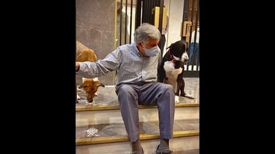 The image shows two adopted dogs of Ratan Tata. The industrialist passed away on Wednesday. (Instagram/@ratantata) The image shows two adopted dogs of Ratan Tata. The industrialist passed away on Wednesday. (Instagram/@ratantata)