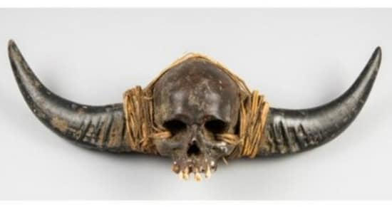 The Naga skull, which features attached animal horns, was described as particularly appealing to collectors interested in anthropology and tribal cultures. (X)