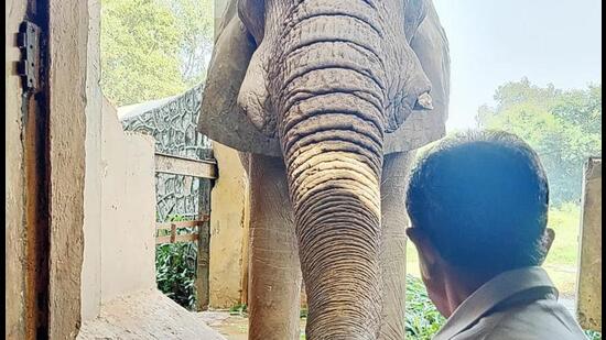 Union minister of state Kirti Vardhan Singh and Shankar the elephant. (HT Photo)