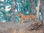 Odisha: Similipal Tiger Reserve reopens for tourists after four months 