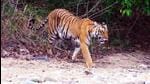 Madhya Pradesh to soon notify Ratapani sanctuary as state’s eighth tiger reserve