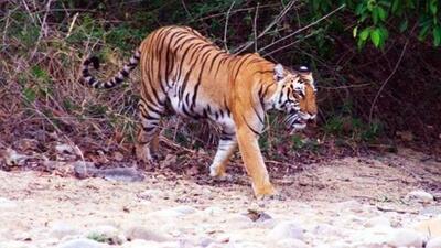 Madhya Pradesh to soon notify Ratapani sanctuary as state’s eighth tiger reserve Madhya Pradesh to soon notify Ratapani sanctuary as state’s eighth tiger reserve