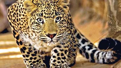 A 40-year-old woman was killed in a leopard attack in Pendhar village in Junnar on Wednesday. (REPRESENTATIVE PHOTO) A 40-year-old woman was killed in a leopard attack in Pendhar village in Junnar on Wednesday. (REPRESENTATIVE PHOTO)