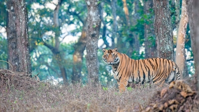 Odisha: Similipal Tiger Reserve reopens for tourists after four months (Photo by Twitter/Similipal_South)