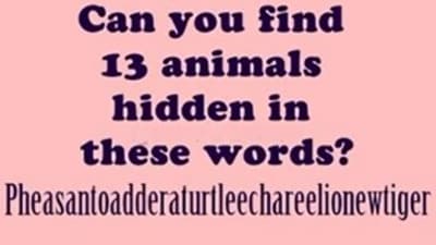 A brain teaser challenged users to find 13 hidden animal names in a string of letters. (Instagram/br4inteaserhub) A brain teaser challenged users to find 13 hidden animal names in a string of letters. (Instagram/br4inteaserhub)