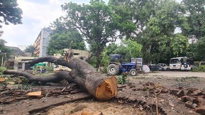 The NGT was hearing a plea, according to which 20 heritage trees, around 100-150 years old, were axed by the Punjab public works department (PWD) last month. (HT Photo)