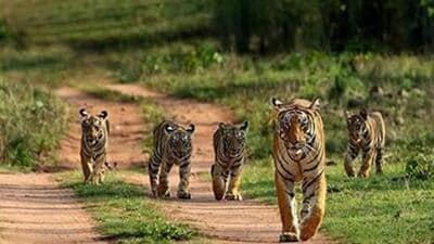The report called habitat loss and degradation, driven primarily by food systems, the biggest threat to wildlife. (HT PHOTO/Representative) The report called habitat loss and degradation, driven primarily by food systems, the biggest threat to wildlife. (HT PHOTO/Representative)