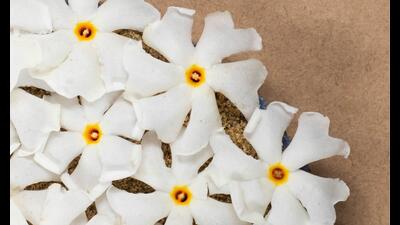 The shiuli plant heralds the beginning of Pujo season. (ADOBE STOCK) The shiuli plant heralds the beginning of Pujo season. (ADOBE STOCK)