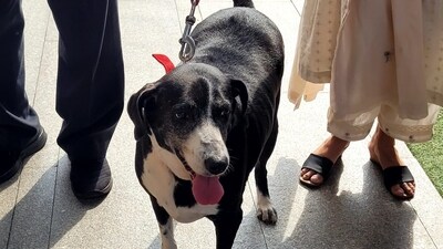 Goa, a stray dog Ratan Tata adopted during a visit to Goa, was brought to the National Centre for Performing Arts (NCPA) to pay last respects to Tata after his passing on October 9 at age 86. The dog had been with Tata's family for over eleven years. (Yogesh Naik/HT Photo)