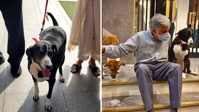 Ratan Tata's pet dog Goa arrived at NCPA to pay tributes to the industrialist. Ratan Tata's pet dog Goa arrived at NCPA to pay tributes to the industrialist.