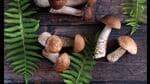 Most Indians are still wary of experimenting with expensive mushrooms. (ADOBE STOCK)