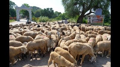 A shepherd guides his sheep to a field at a village in Charkhi Dadri in Haryana. (PTI) A shepherd guides his sheep to a field at a village in Charkhi Dadri in Haryana. (PTI)