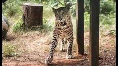 Expressing their anger over increasing leopard attacks, villagers demanded security. (For Representation) Expressing their anger over increasing leopard attacks, villagers demanded security. (For Representation)