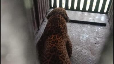 Junnar forest department early Friday morning found a leopard trapped in a cage, placed 100 metres from the house of 40-year-old Sujata Dhere, who died after being attacked by a big cat in Pimpri Pendhar two days ago. (HT)