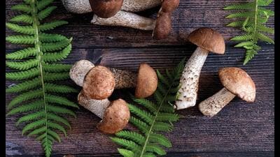 Most Indians are still wary of experimenting with expensive mushrooms. (ADOBE STOCK) Most Indians are still wary of experimenting with expensive mushrooms. (ADOBE STOCK)