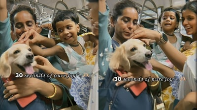 A golden retriever named Minnie brought joy to Mumbai locals on a train, delighting passengers as they showered her with affection during the ride. (Instagram/roshogollaa__ ) A golden retriever named Minnie brought joy to Mumbai locals on a train, delighting passengers as they showered her with affection during the ride. (Instagram/roshogollaa__ )