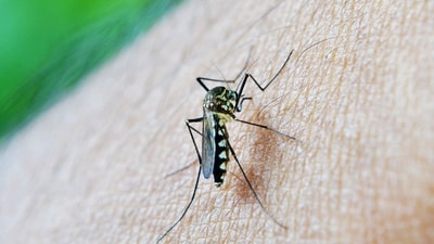 DENV-3 variant of Dengue: Who is at higher risk and what are best preventive practices to follow? (Photo by Pixabay) DENV-3 variant of Dengue: Who is at higher risk and what are best preventive practices to follow? (Photo by Pixabay)