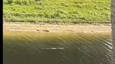 A video showed an alligator swimming in flooded water close to a road, and more might be spotted around places where people live after Hurricane Milton, (X (Twitter))