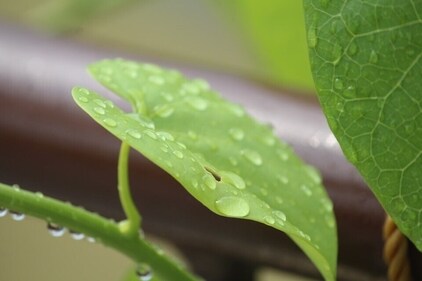 Guduchi improves a person’s immunity like no other herb, showing considerable improvement in people suffering from viral fever, upset stomach, cough/cold, dengue, typhoid, etc. (Pixabay) Guduchi improves a person’s immunity like no other herb, showing considerable improvement in people suffering from viral fever, upset stomach, cough/cold, dengue, typhoid, etc. (Pixabay)