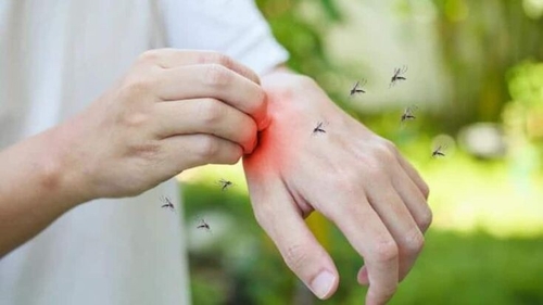 Those with weaker immune responses are at a higher dengue risk (File Photo)