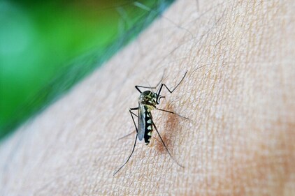 Dengue is more deadly in children. (Photo by Pixabay) Dengue is more deadly in children. (Photo by Pixabay)