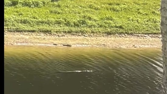 A video showed an alligator swimming in flooded water close to a road, and more might be spotted around places where people live after Hurricane Milton,(X (Twitter))