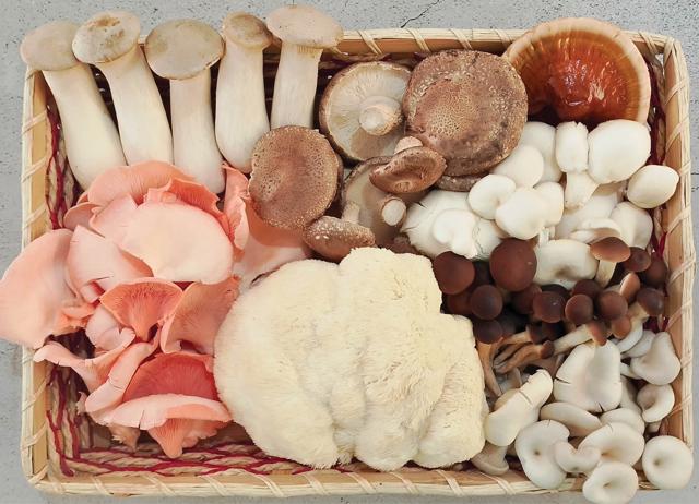 Namrata Goenka of Green Apron says shiitake, oyster, shimeji, and lion’s mane are popular right now. Namrata Goenka of Green Apron says shiitake, oyster, shimeji, and lion’s mane are popular right now.