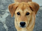 This event aims to recognise the valuable contributions of dogs to the ecosystem.