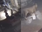 A couple fled in fear after encountering a lion during a night bike ride in Gujarat's Somnath.