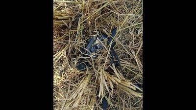 BSF officials recovered drones and other items in Amritsar on Saturday. (HT Photo)
