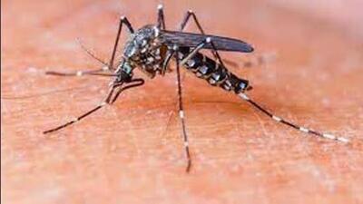 Dengue fever is a viral disease spread by Aedes aegypti mosquitoes. (Representational image) Dengue fever is a viral disease spread by Aedes aegypti mosquitoes. (Representational image)