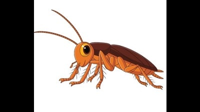 Is that you, Blattella asahinai? (Adobe Stock)