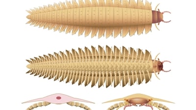 This illustration provided by researchers depicts a juvenile Arthropleura insect. (AP) This illustration provided by researchers depicts a juvenile Arthropleura insect. (AP)