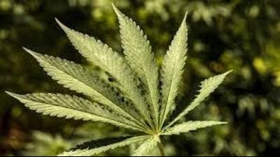She exploited shipping loopholes to smuggle drugs, say police; Haibowal resident booked (HT File) She exploited shipping loopholes to smuggle drugs, say police; Haibowal resident booked (HT File)