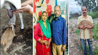 Sunita Devi holds her goat, Sonia, while the fawn hungrily suckles on the udders; Kuldeep and Sunita; Amritlal with a rescued Nilgai fawn. (PHOTOS: Amritlal/Amar/Sanjeev kumar)