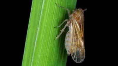 These flies are brown planthoppers, a rice pest, according to entomologist Dr KS Suri. (HT File)