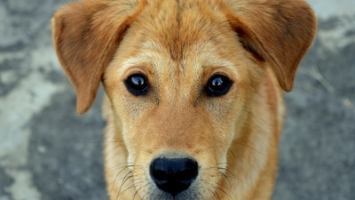 This event aims to recognise the valuable contributions of dogs to the ecosystem. (Pexels) This event aims to recognise the valuable contributions of dogs to the ecosystem. (Pexels)
